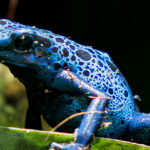 Visite : "Les couleurs dans le monde du vivant"