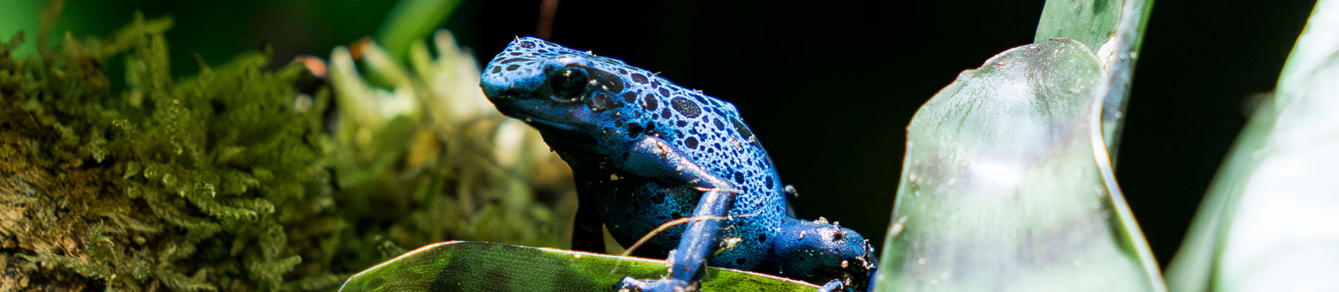 Visite : "Les couleurs dans le monde du vivant"