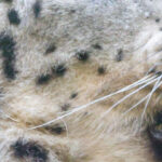 Visite : "On a les crocs !"