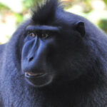 Visite "Les animaux pas si bêtes !"