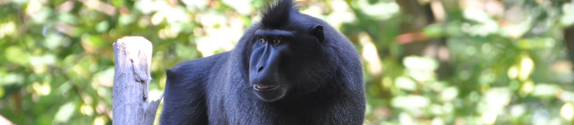 Visite "Les animaux pas si bêtes !"