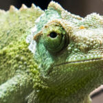 Visite "Mimétisme et camouflage"