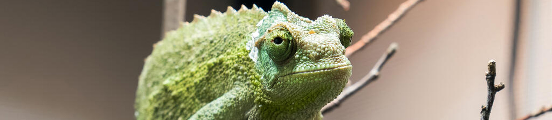 Visite "Mimétisme et camouflage"