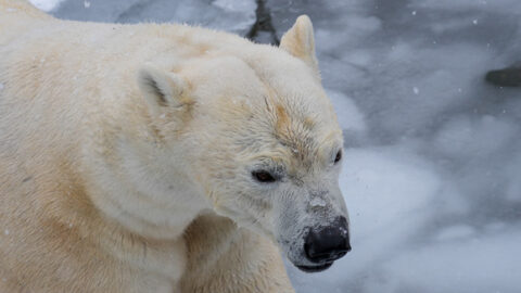 Partez à la découverte de l&rsquo;Espace Grand Nord ! 