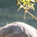 Visite "Charles Darwin et son voyage autour du monde"