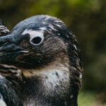 Visite "Histoire de cacas"