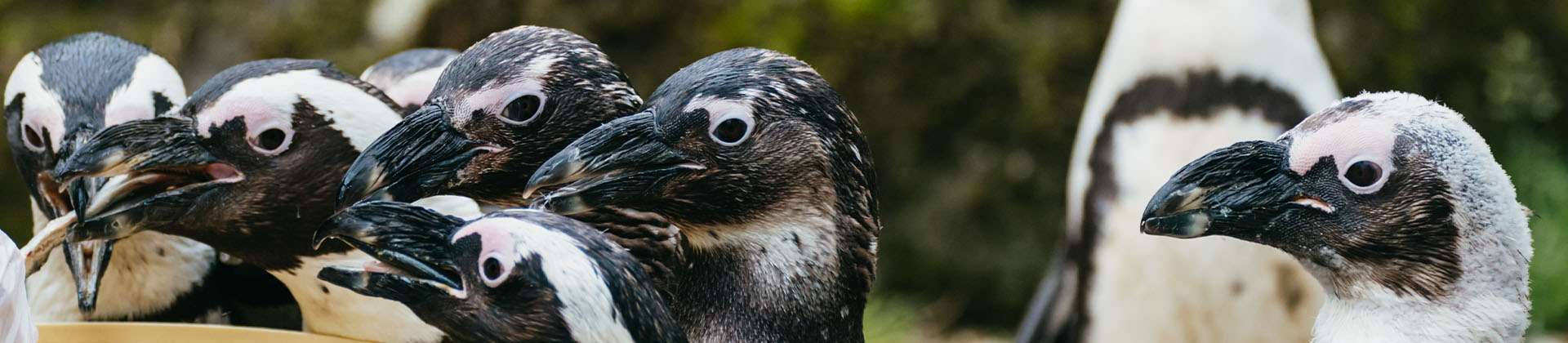 Visite "Histoire de cacas"