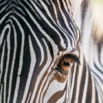 Visite "Le zoo s'engage à quoi ? Pourquoi ? Comment ?"