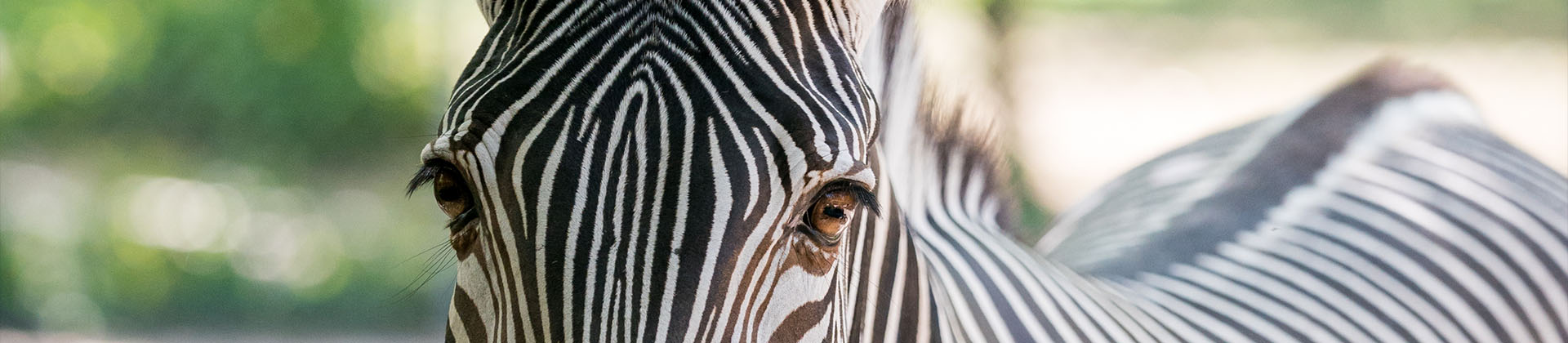 Visite "Le zoo s'engage à quoi ? Pourquoi ? Comment ?"