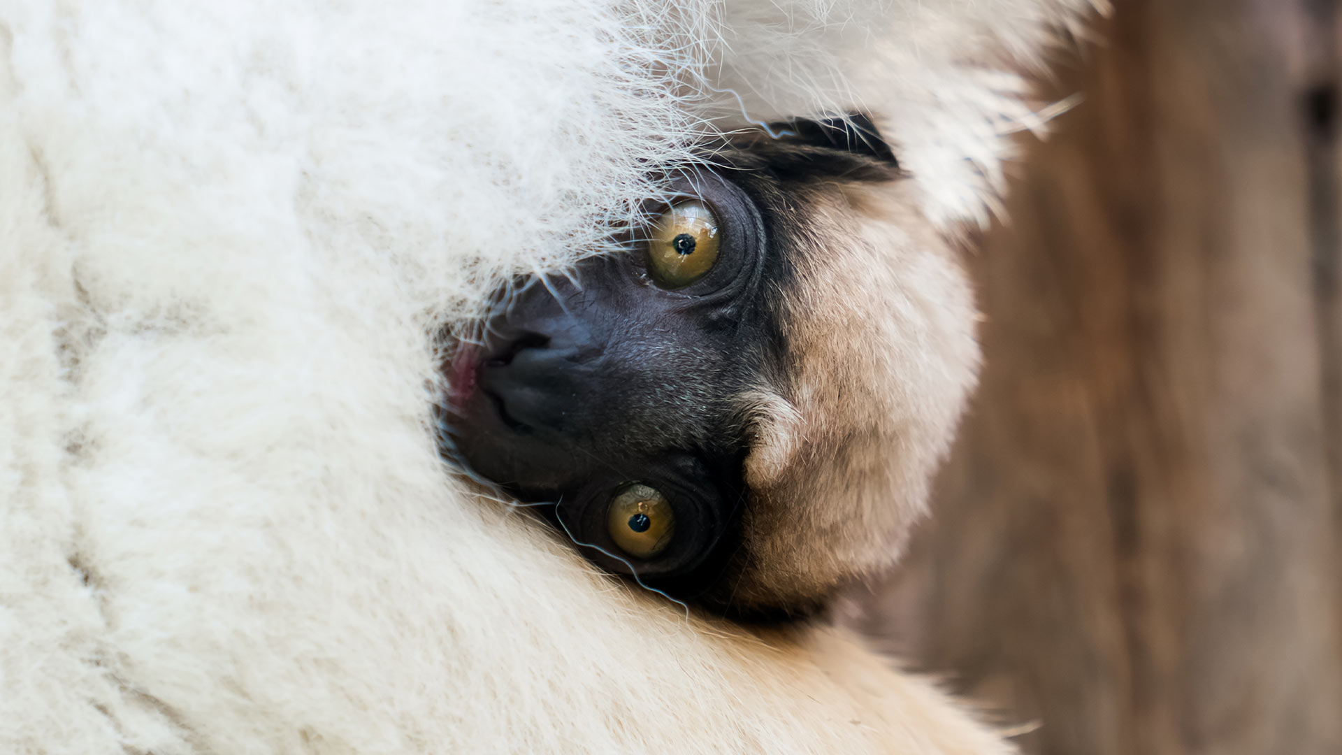 Bébé propithèque couronné au Parc Zoologique & Botanique de Mulhouse