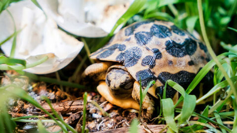 Tortue araignée : une naissance exceptionnelle au Parc Zoologique & Botanique de Mulhouse 