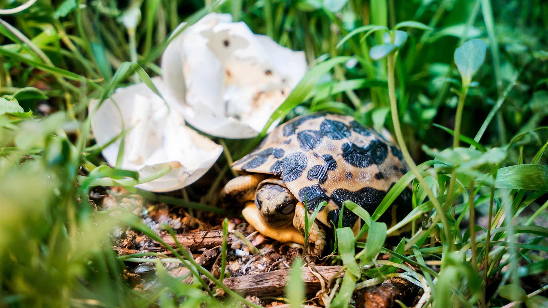 Bébé tortue araignée