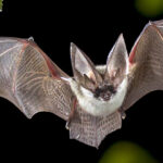Nuit de la chauve-souris