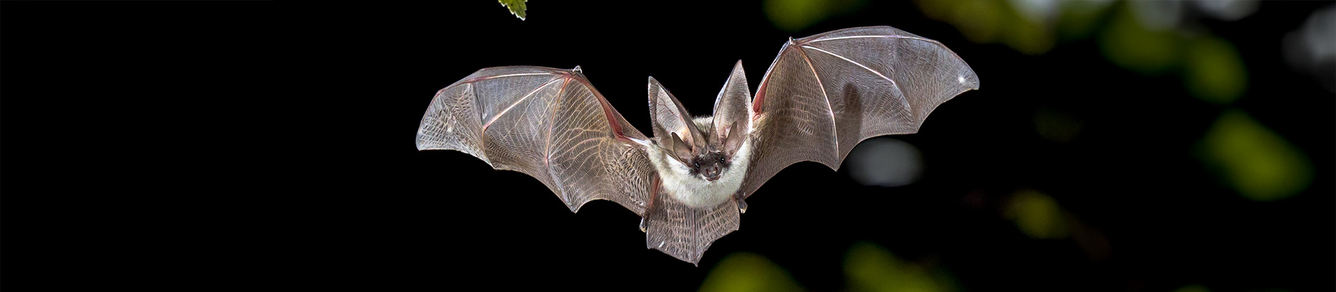 Nuit de la chauve-souris