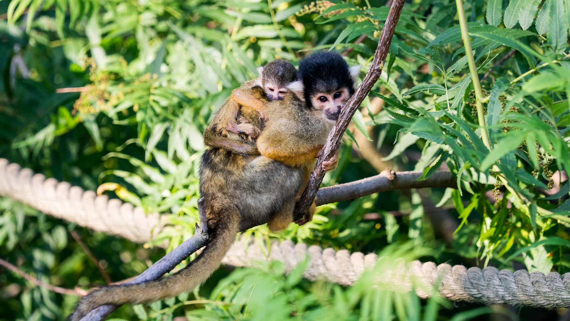Bébé saïmiri au Parc Zoologique & Botanique de Mulhouse