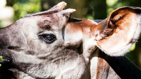 Sessions d’effeuillage pour les okapis et les tapirs : appel aux volontaires