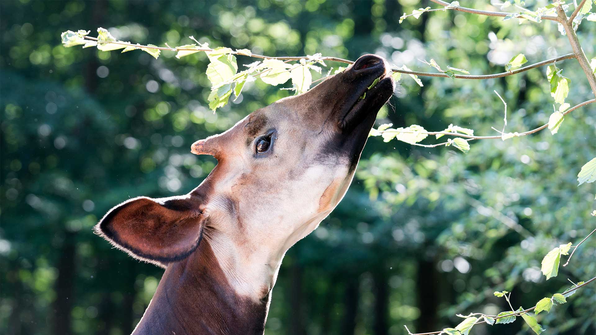 Okapi au Parc Zoologique & Botanique de Mulhouse