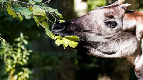Sessions d’effeuillage pour les okapis et les tapirs : appel aux volontaires