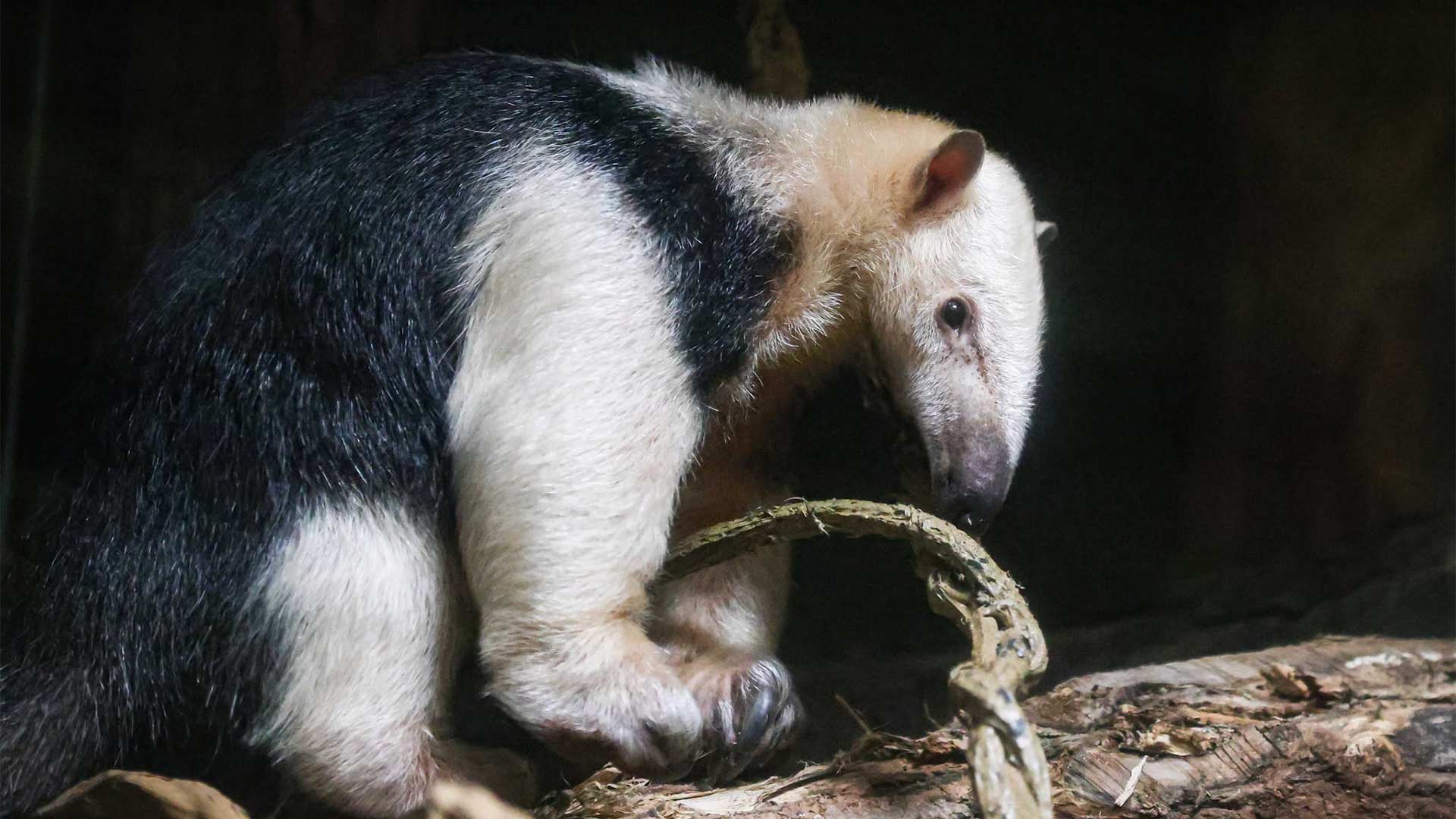 Tamandua au Parc Zoologique & Botanique de Mulhouse
