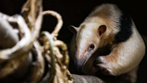 Le tamandua, nouvelle espèce à découvrir au Parc Zoologique & Botanique de Mulhouse