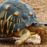 Conférence sur la tortue rayonnée