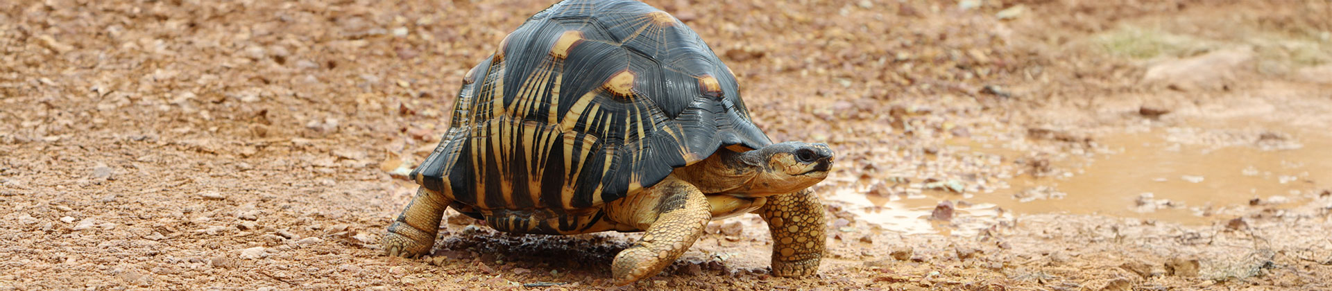 Conférence sur la tortue rayonnée