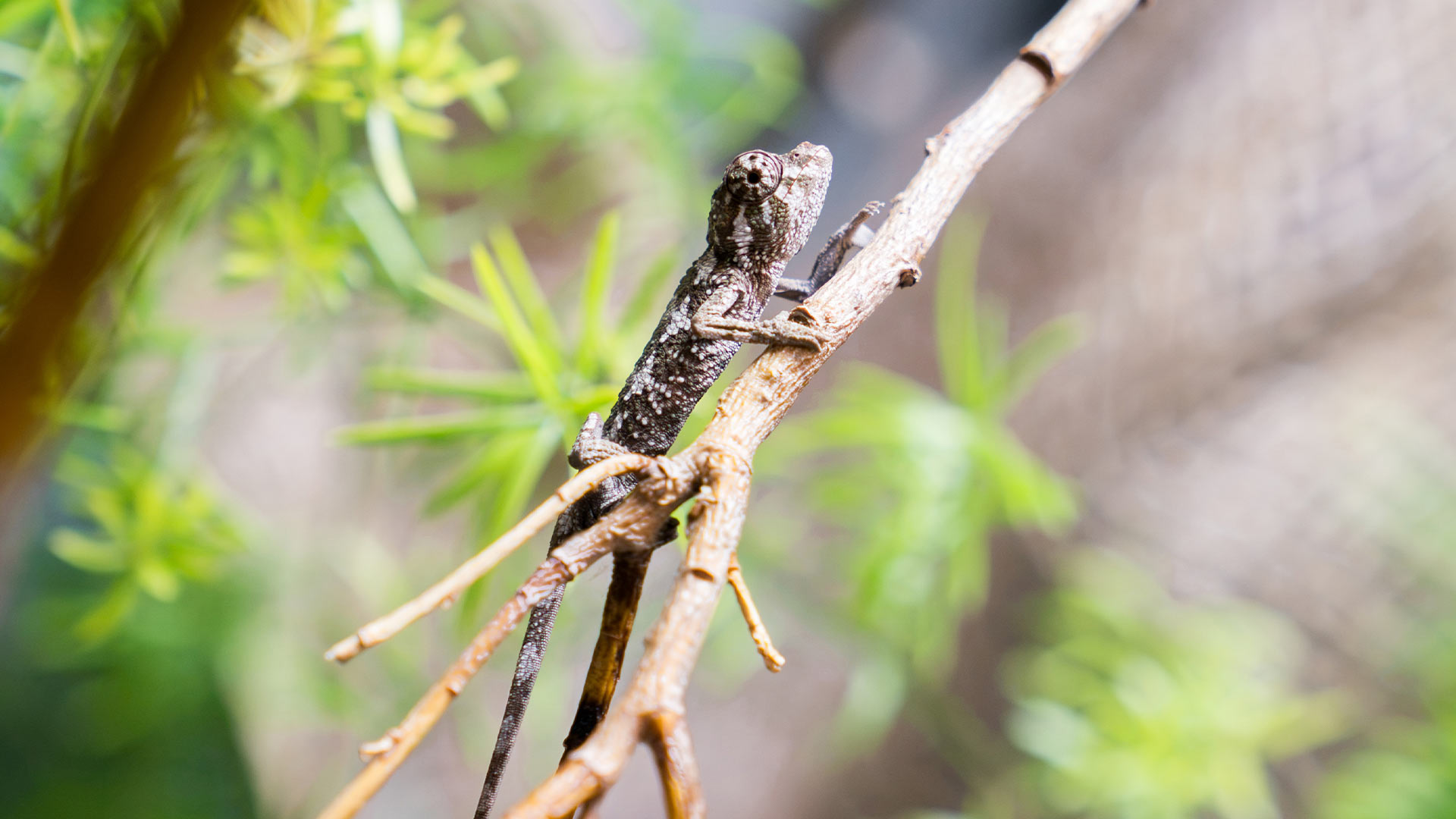 Bébé caméléon de Jackson au Parc Zoologique & Botanique de Mulhouse