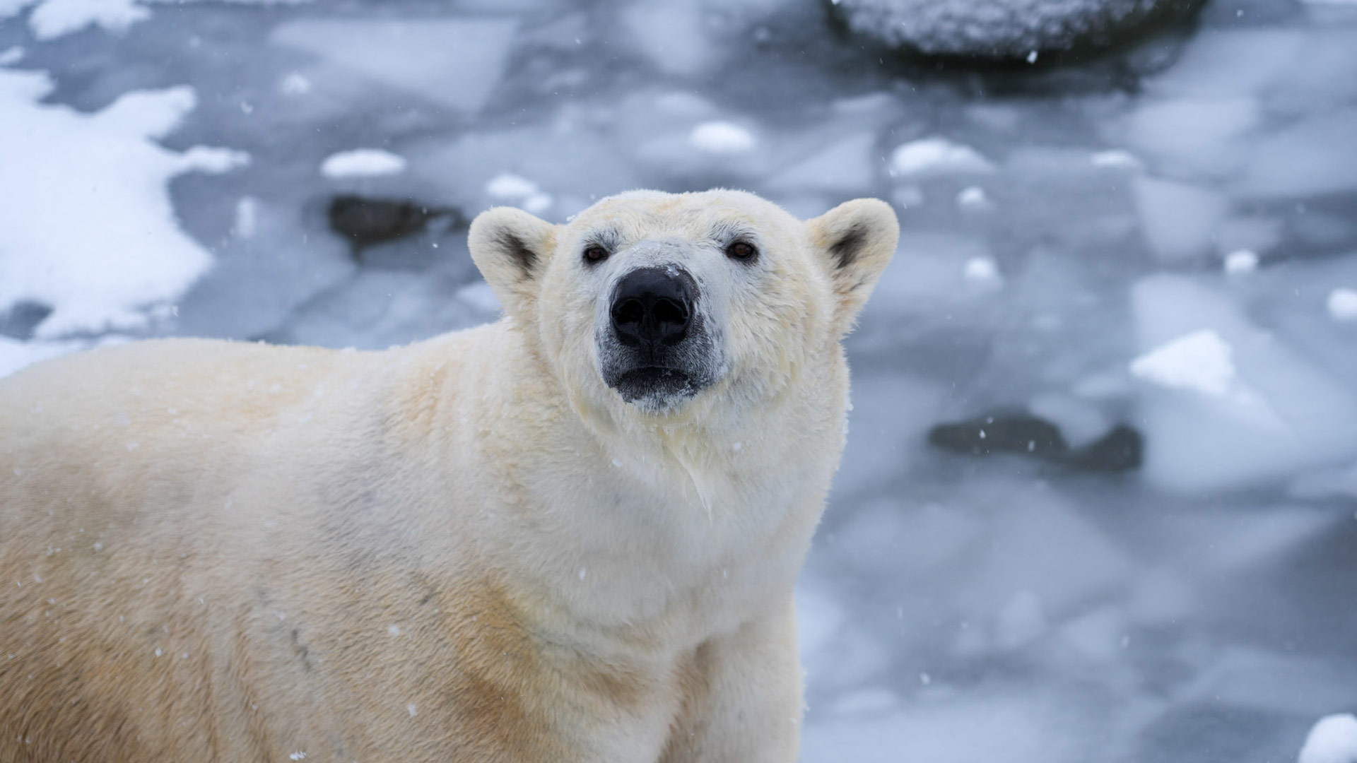 Ours blanc
