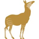 2026-Picto_Okapi